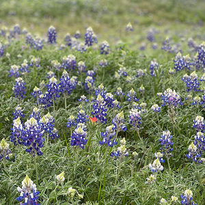 Meet your Posher, Janice